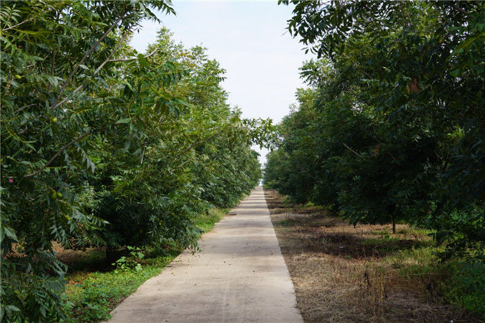 碧根果树